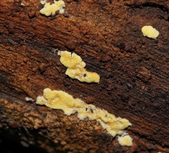 Trichoderma victoriense
