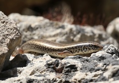 Chalcides ocellatus tiligugu