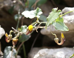 Aristolochia sempervirens