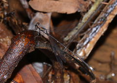 Chorismagrion risi