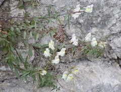 Antirrhinum siculum
