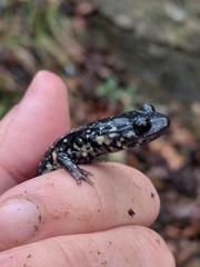 Plethodon glutinosus