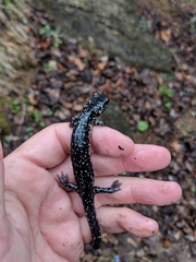 Plethodon glutinosus