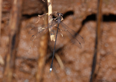Chorismagrion risi