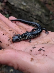 Plethodon glutinosus