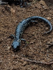 Plethodon glutinosus