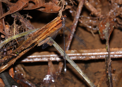Chorismagrion risi