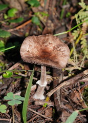 Lepiota haemorrhagica