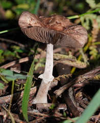 Lepiota haemorrhagica