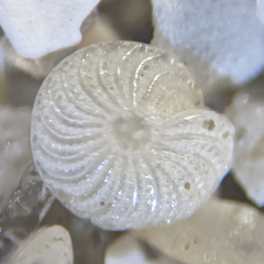 Elphidium crispum