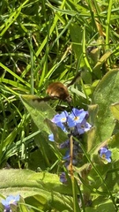 Bombylius major