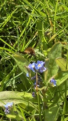Bombylius major