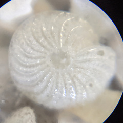 Elphidium crispum