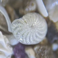 Elphidium crispum