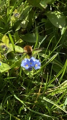 Bombylius major
