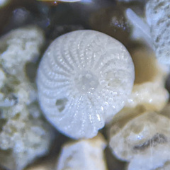 Elphidium crispum