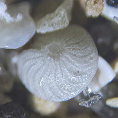 Elphidium crispum