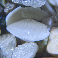 Elphidium crispum