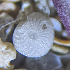 Elphidium crispum