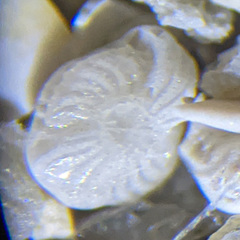 Elphidium crispum