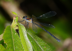 Austroargiolestes aureus