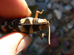 Stropis maculosa