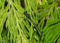 Austroargiolestes aureus