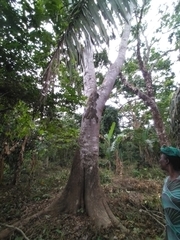 Milicia excelsa