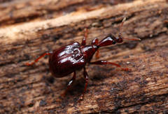 Paratrachelophorus