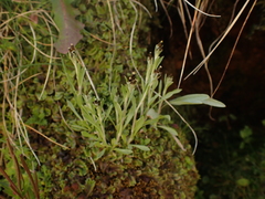 Argyrotegium poliochlorum