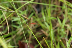 Agriocnemis victoria