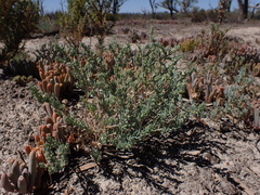Neobassia proceriflora