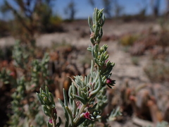Neobassia proceriflora