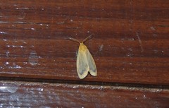 Symmetrodes sciocosma