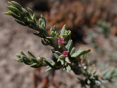 Neobassia proceriflora