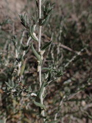 Malacocera tricornis
