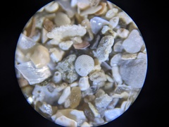 Elphidium crispum