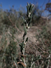 Malacocera tricornis