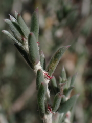 Malacocera tricornis