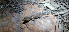 Oedura marmorata