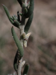 Malacocera tricornis