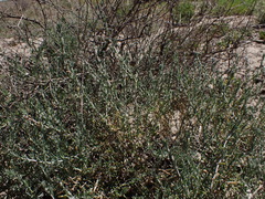 Malacocera tricornis