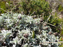 Achyranthemum argenteum