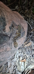 Oedura marmorata