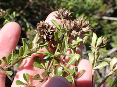 Psoralea bracteolata