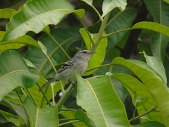 Herpsilochmus longirostris