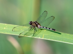 Erythemis plebeja
