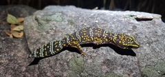 Oedura marmorata