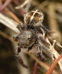 Pellenes tripunctatus