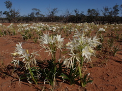 Crinum flaccidum